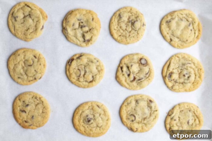 Cultured Chocolate Chip Cookies 10 A freshly baked batch of sourdough chocolate chip cookies, golden brown around the edges, still on the parchment-lined baking sheet, ready to be transferred to a wire rack.