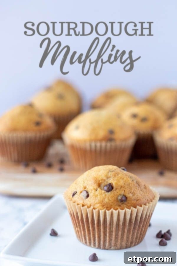 sourdough chocolate chip muffin on a white place with chocolate chips sprinkled on the plate. More muffins in the background on a wood cutting board
