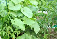 Beyond the Bites: What Bugs Taught Me in the Garden