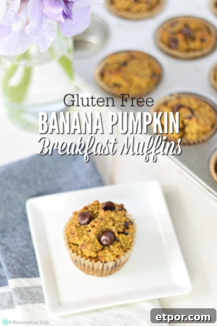 Gluten free pumpkin muffins with chocolate chips on a white place and blue napkin.