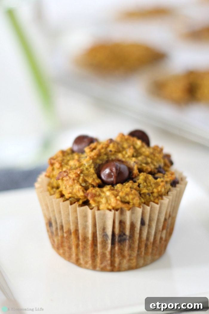 up close of a gluten free pumpkin muffin with chocolate chips with more muffins in a muffin tin behind it