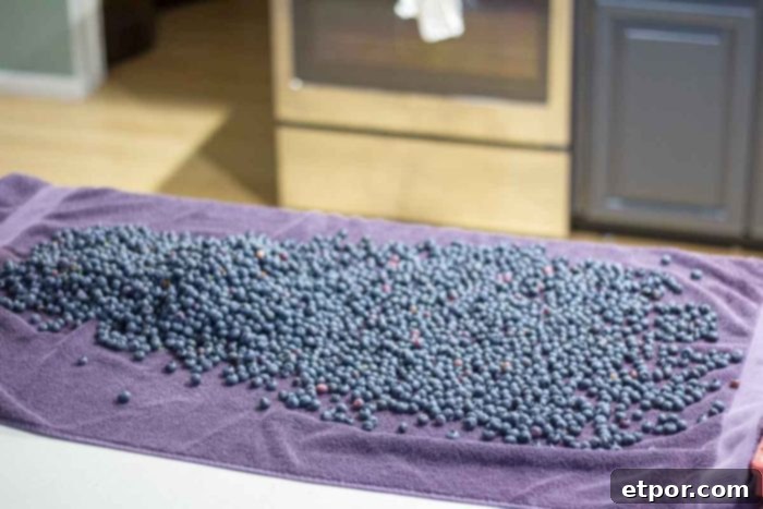 Freshly rinsed blueberries spread on a purple kitchen towel on a countertop, air-drying before freezing.