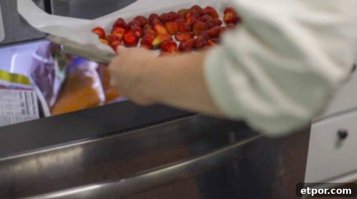 A baking sheet laden with strawberries, carefully being placed into a freezer, illustrating the flash freezing step.