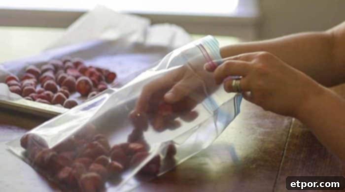 A hand gently transferring individually flash-frozen strawberries from a baking sheet into a clear plastic freezer bag.