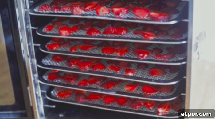 Mastering Homemade Dehydrated Strawberries 9 fresh sliced strawberries on dehydrator pans in the dehydrator