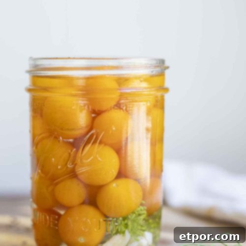 pickled cherry tomatoes in a jar with dill and garlic on a wood countertop with more dill to the right