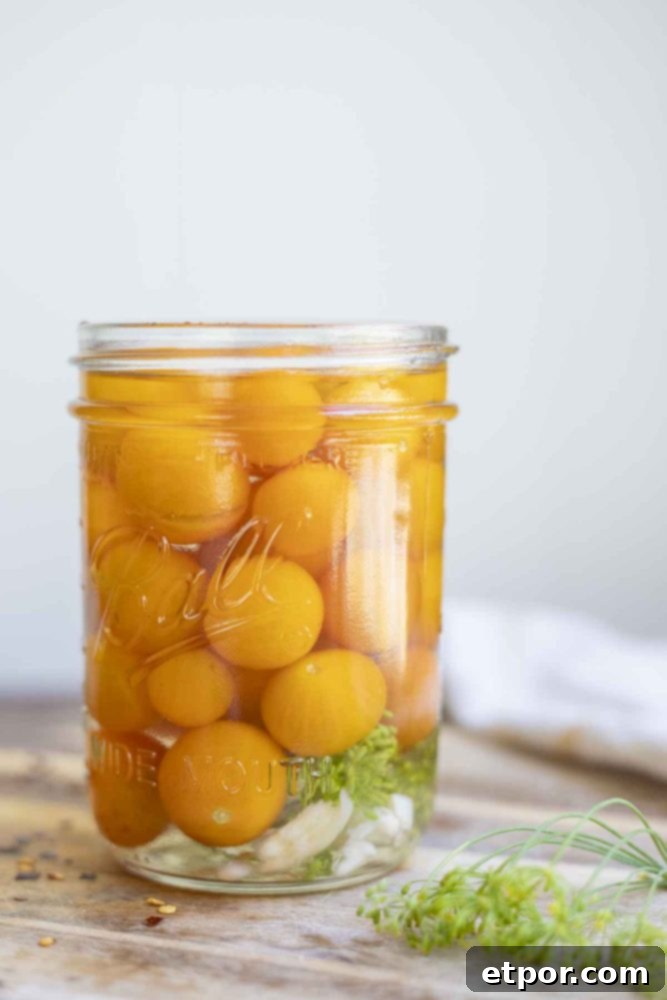pickled cherry tomatoes in a jar with dill and garlic on a wood countertop with more dill to the right