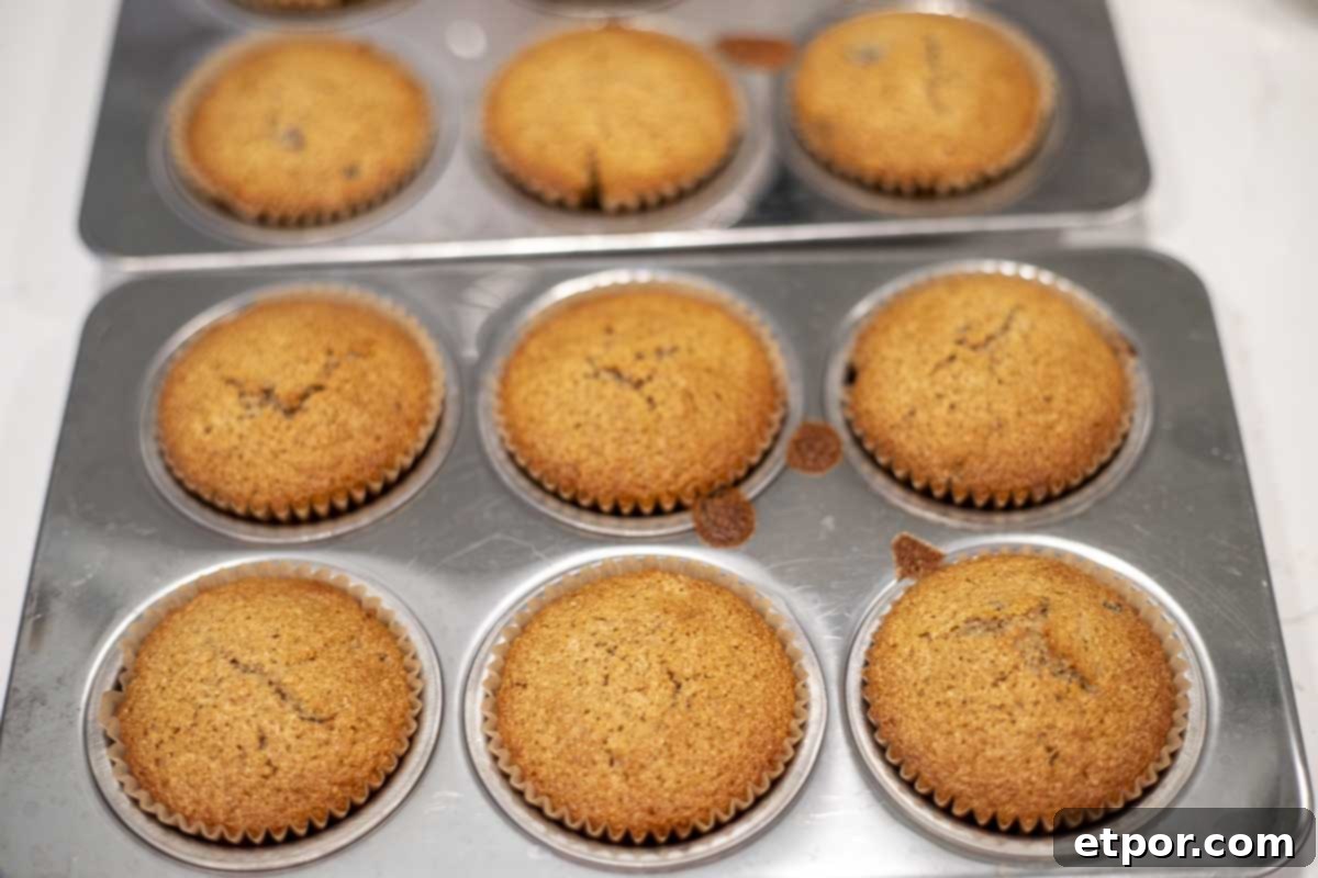Artisan Chocolate Chunk Muffins with Whole Grain Sourdough 8 Baked whole wheat sourdough chocolate chip muffins in a muffin pan.